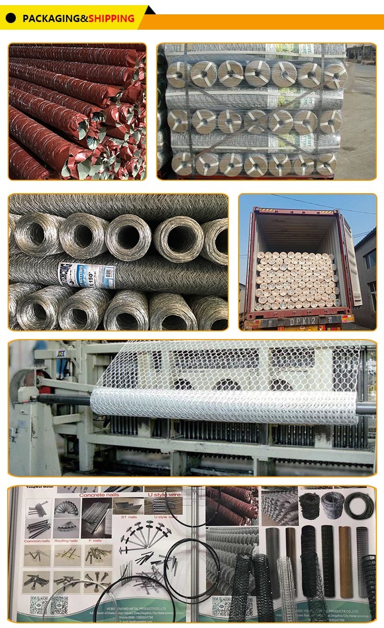 Length 10-50m Chicken Coop Wire Mesh With Zinc Coating 20g/M2-60g/M2