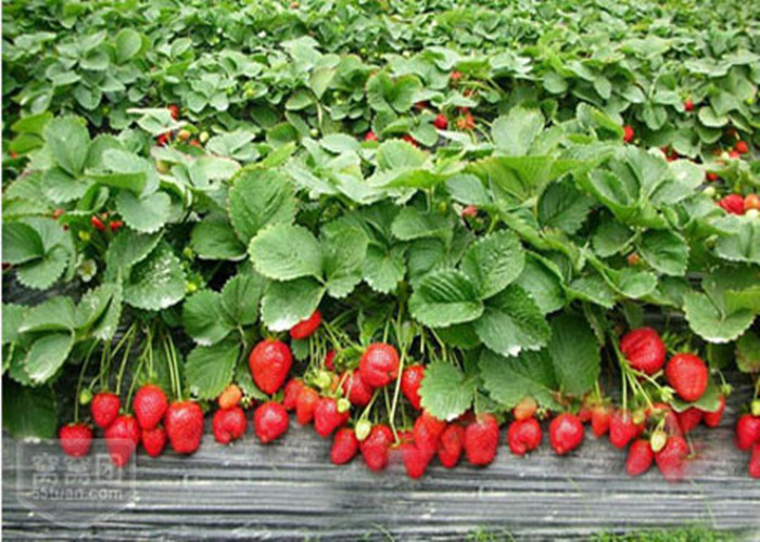 Professional Plant Extracted Compound Amino Acid Powder 70% Biological Fertilizer