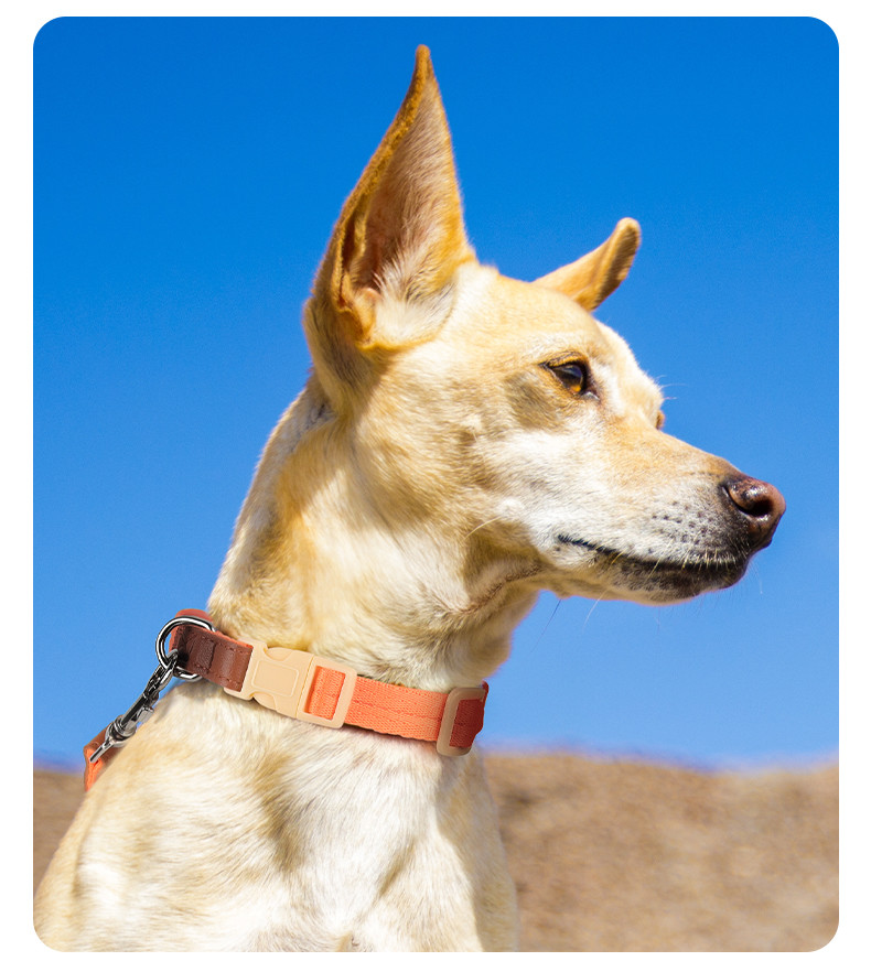 Pet Lightweight Multicolor Anti-Escape Pet Collar And Leash Set For Training Walking Dogs