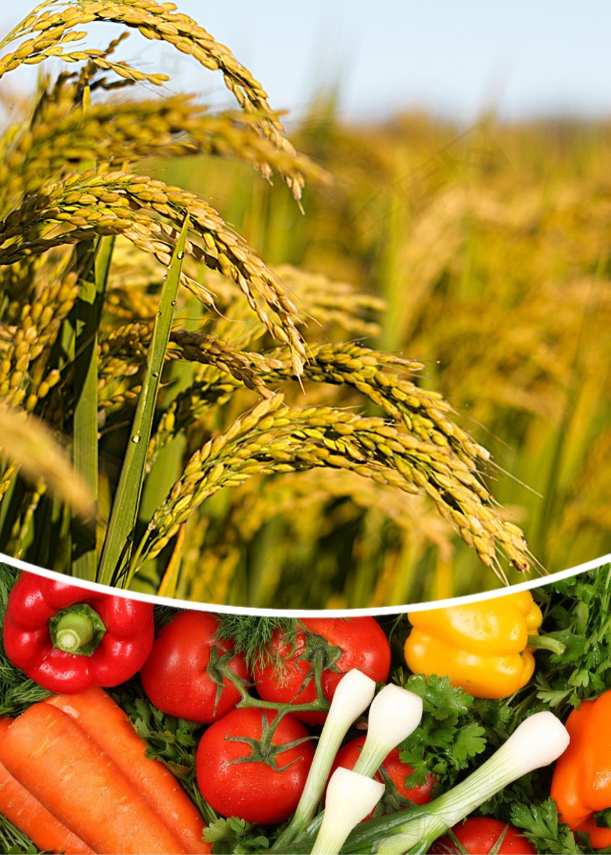 Organic Soil Conditioner Fertilizer For Plants And Crops