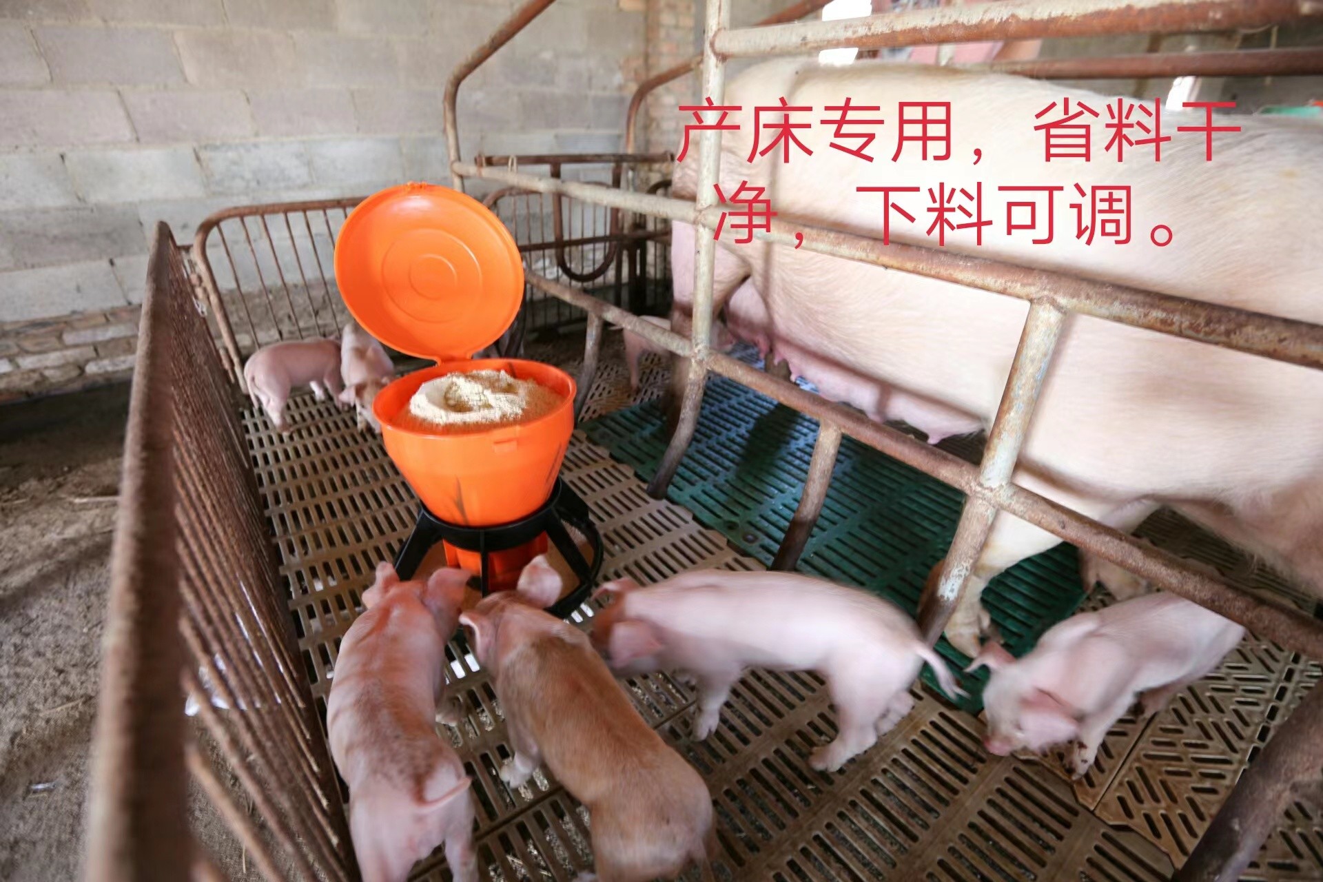 15L Piglet Feeding Trough Durable 420*360*230mm Easy To Clean