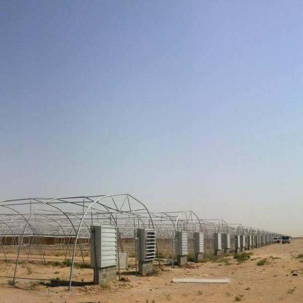 10m Width Tunnel Light Deprivation Greenhouse Single Layer With Galvanized Steel Pipe