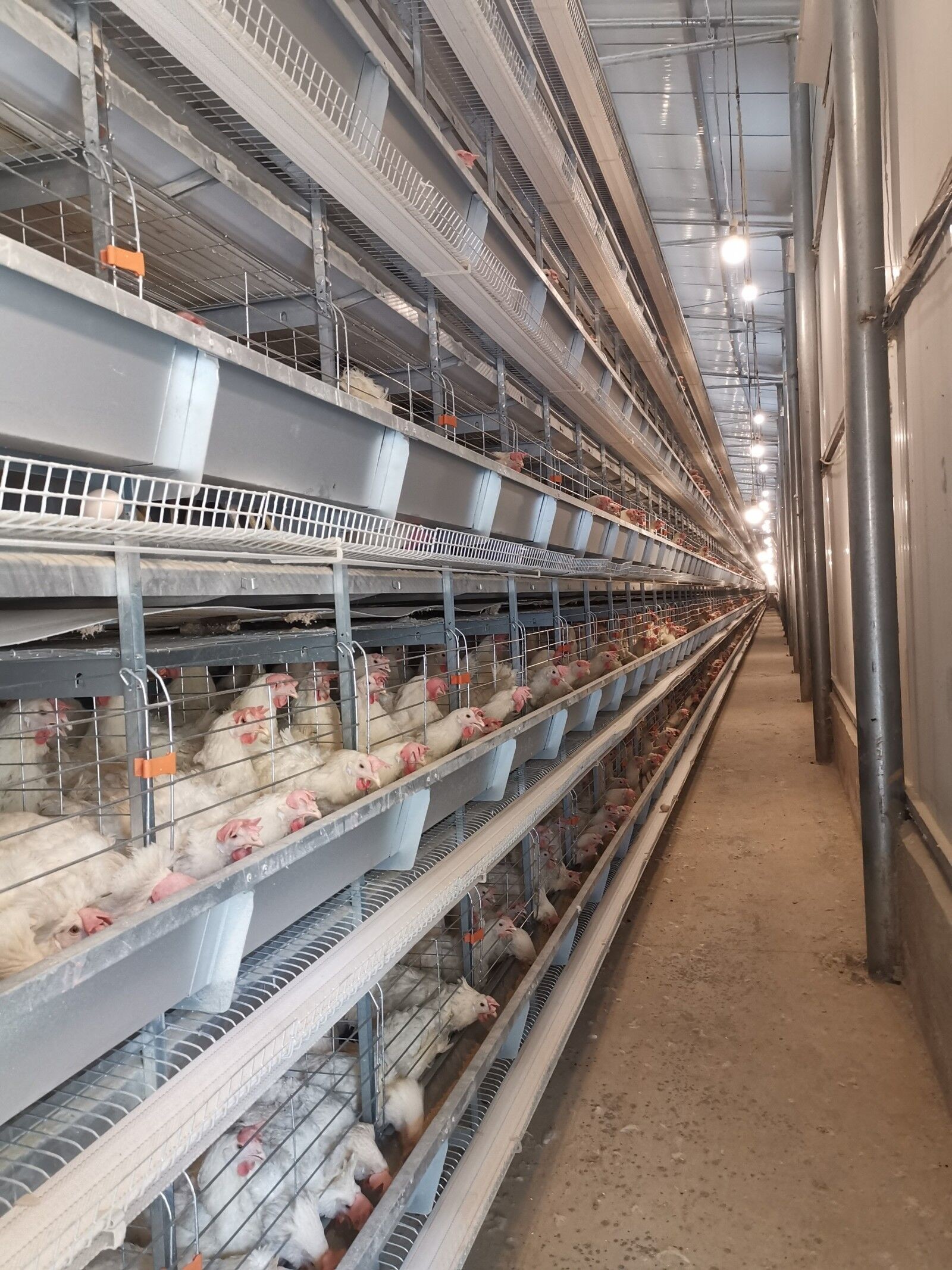 Stacking High-density Hot-dip Galvanized Layer Chicken Cages Enhances Feeding Efficiency And Productivity.