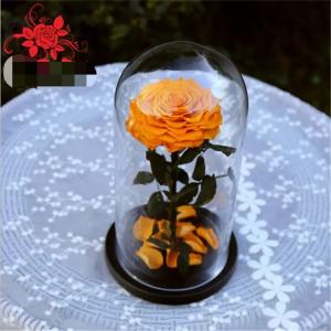 China Natural Fresh flower rose Preserved rose in glass terrariums with base for luxury gifts wholesale