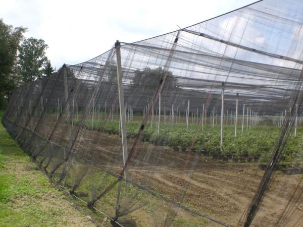 Quality High Tensile Strength insect netting for greenhouse Black 0.6 * 0.6mm ISO 9001 for sale