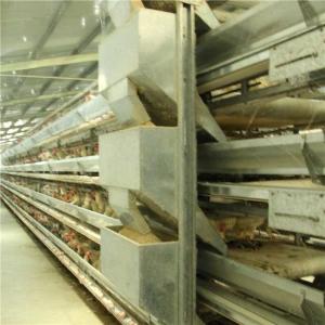 China Automatic Poultry Farm Feeder And Drinker , Steel Chicken Raising Equipment wholesale