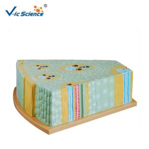 China Bilological Class 47x46x18cm 5kgs Plant Stem Cell Model wholesale