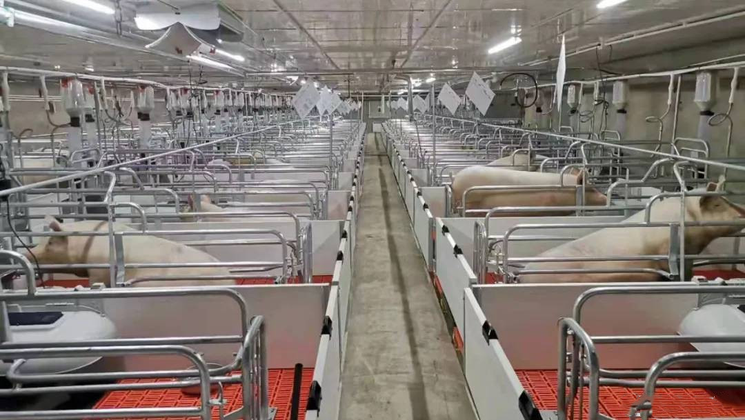 Pig Farm Sow Farrowing Crate Cage For Deliver Piglets