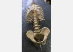 Medical Life Size Plastic Human Skeleton , Human Torso Cat Dog Skeleton