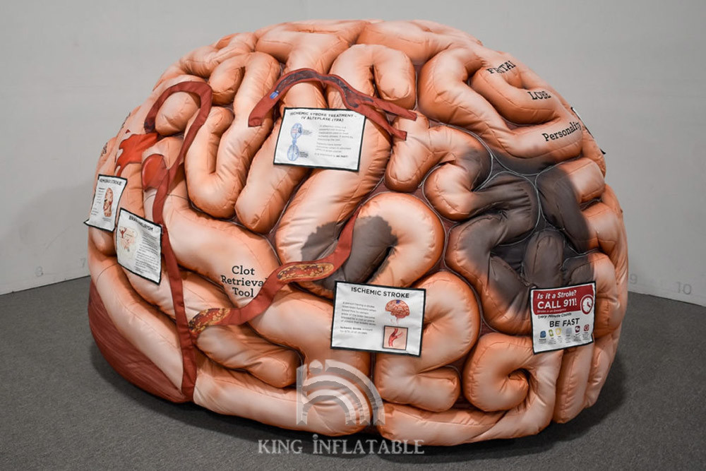 Inflatable Human Organs Giant Brain Heart Lungs For Teaching Medical Activities Display