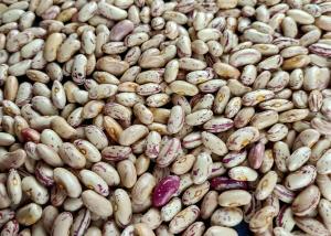 China Kidney Beans Are Exported To Yemen wholesale