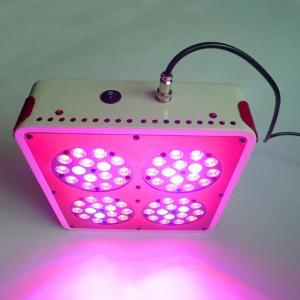 China mushroom growing equipment full spectrum 200w apollo4 led grow lights wholesale