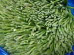 IQF Green Asparagus Spears , Blanched