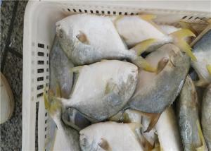 China 6 Fatty Acids A Grade 400G-500G Frozen Golden Pomfret wholesale