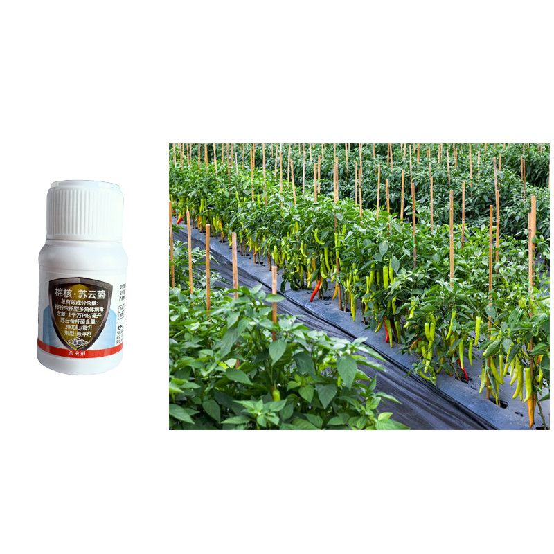 Pink Worm on Cotton Pesticide Natural Cotton Organic Biological Pesticide Against Cotton Boll Worm