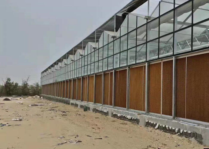 24 X 24 24 X 18 20x30 Venlo Custom Glass Greenhouse Cover Sides Polycarbonate Sheet Roof Covering For Tomatoes