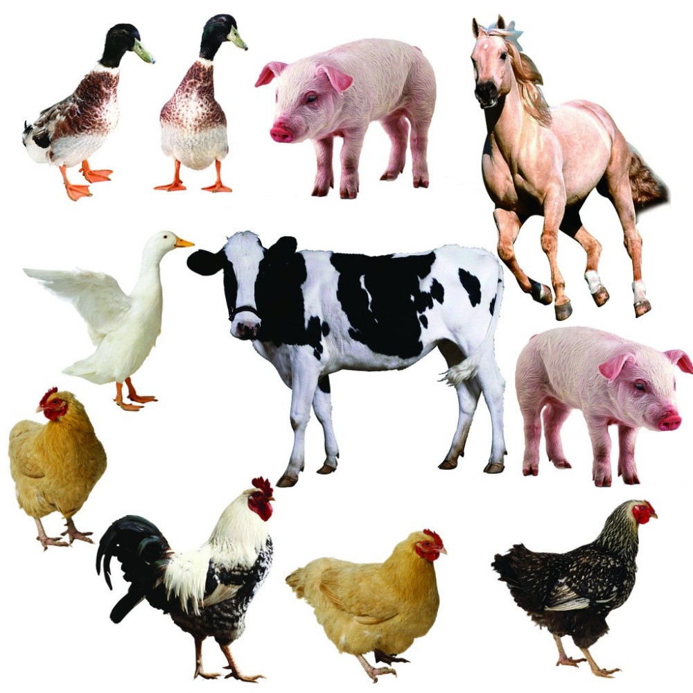 Hazard Free Poultry Waste Rendering Plant / Poultry Slaughter Equipment
