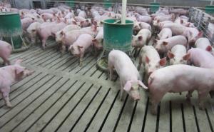 China 300 Sows Whole Farm Pig Farming Livestock Farm Equipment wholesale