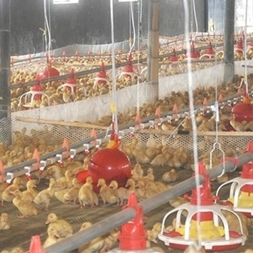 Farming Equipment Pp Pan Feeders For Poultry