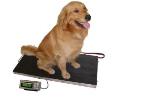 China Stainless Steel 304 Base Platter 150kg Dog Weighing Scales wholesale