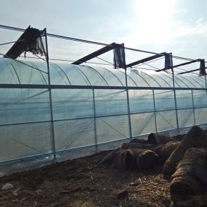 China Multi-Span Greenhouse Kits Plastic Film Hydroponics Greenhouse For Sale wholesale