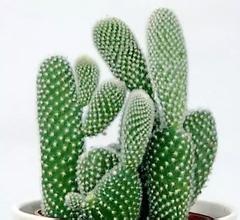 China Cactus extract, Chinese manufactuer , FDA registered, ISO certified, competitve price, 100% natural , reduce weight wholesale