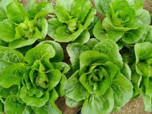 China No Yellow Flower Fresh Green Cabbage For Restaurant And Supermarket wholesale