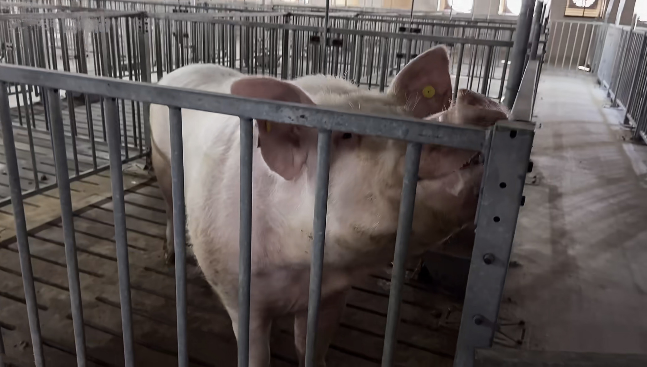 Individual Cage Livestock Farm Equipment Hot Dip Galvanized Steel Boar Pen