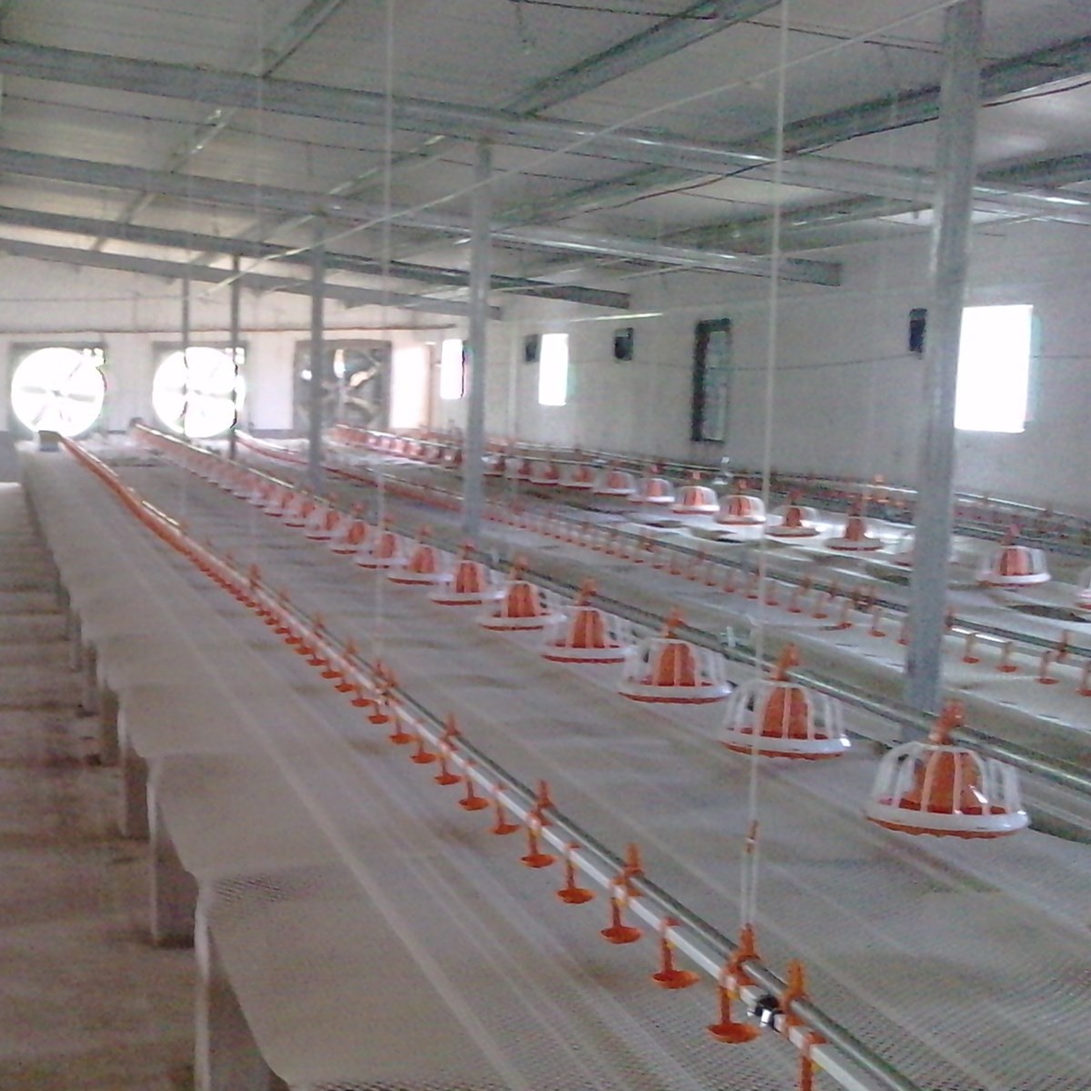 Water Line Automatic Pan Feeding System Chicken Poultry Nipple Drinking Equipment