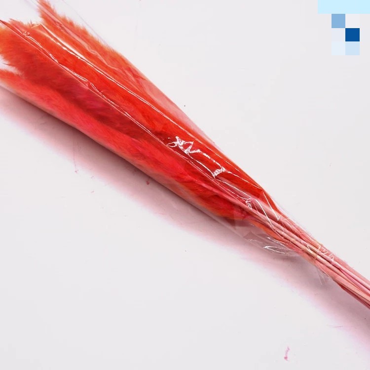 Wholesale Price Preserved Flower Dried Rabbit Tail Grass Decorative Flowers
