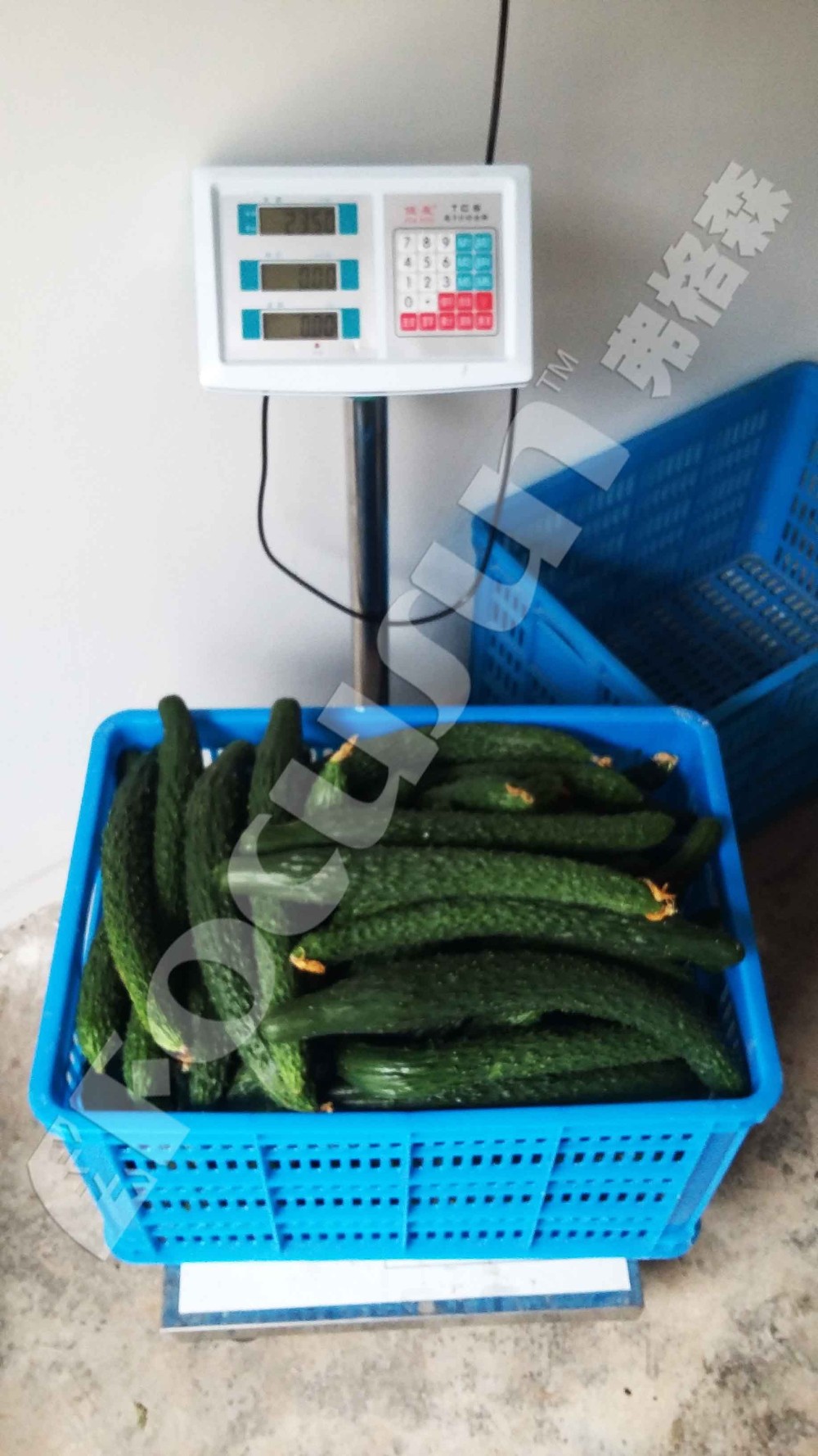 Blue Color Vacuum Cooling for Vegetables and Fruits Video Outgoing-Inspection Provide