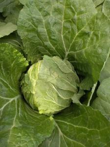China Yellow Inside Fresh Chinese Cabbage For Frying / Simmering / Mixing wholesale