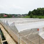Tropical Area Cooling Ventilation Control System Sawtooth Roof Multispan Poly