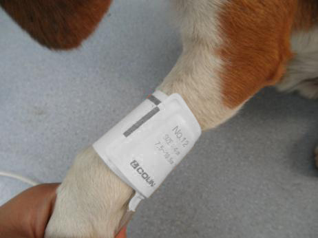 LCD Display Veterinary Pulse Oximeter SpO2 PR For Animal