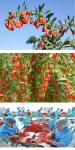 Factory Supply Price Dried Goji Berry