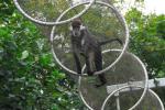 Stainless Steel Wire Rope Mesh for monkey