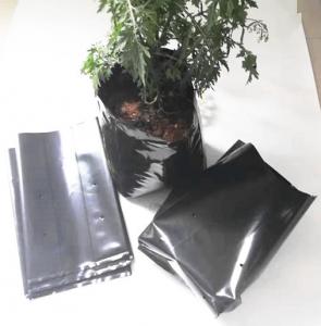 China Polyethylene black grow bags plastic seeding nursery bags wholesale