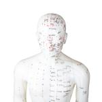 50cm Point Male Acupuncture Model Human Body GMP Certificate