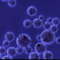 China 30 - 150 μm Magnetic Beads Protein Purification 10% Volume Ratio 100 mL wholesale