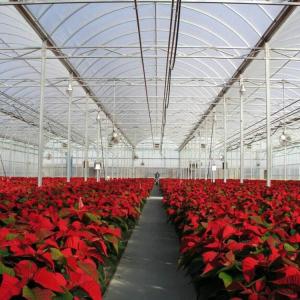 China OEM PO PE Polyethylene Film Greenhouse Multi Span 4 Season Growing For Flower wholesale
