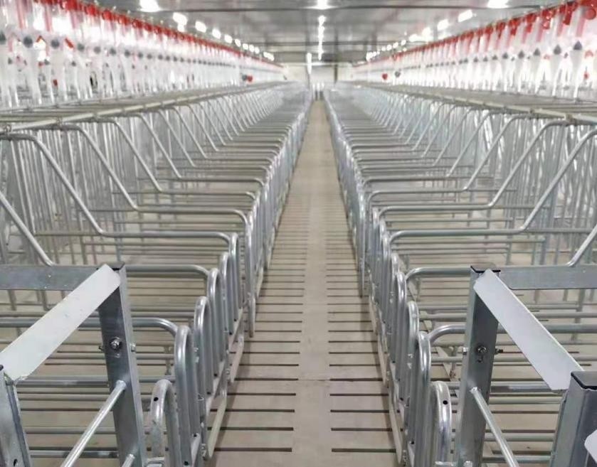 Pregnancy Stage Sow Crate 2.3*0.65m Anti Rust Hog Farrowing Pens