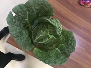 China Common Chinese Long Cabbage / Ball Shape Flat Dutch Cabbage Vegetable wholesale