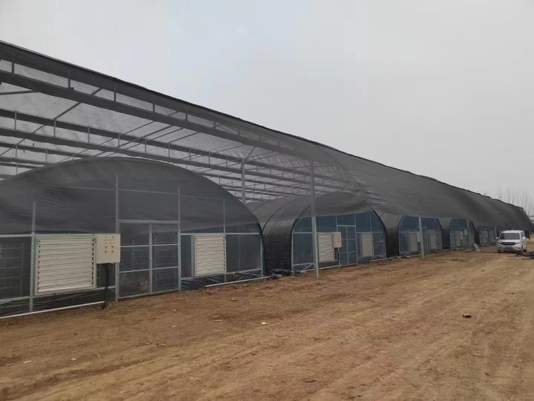Agricultural Tunnel Greenhouse Single Span PE Film Greenhouse For Flowers Plant