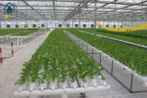 China Agricultural Vertical NFT Hydroponic Lettuce Growing Systems Equipment In Greenhouse wholesale
