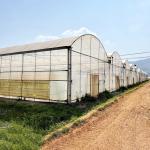Agriculture Large Green House Metal Frame Multispan Vegetables Growing Tunnel