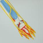 Full Size Anatomy Skeleton Model Chromatic Vessels Nerves 85cm