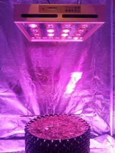 China E.shine 5G 12-bands GrowSun 320W LED Grow Lights wholesale