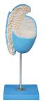 Magnified Testicle Model for Medical Colleges , Schools Training