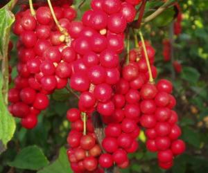 China 100% natural schiandrins,pure schisandra extract 1%~25% HPLC powder wholesale