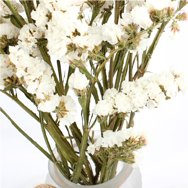 Forget Me Not Limonium Statice Flower , Everlasting Preserved Fresh Flower